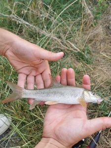 Barbel