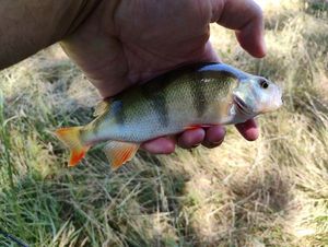 European Perch