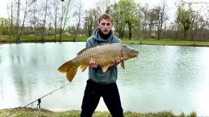 Common Carp
