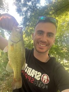 Largemouth Bass
