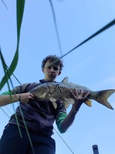 Common Carp