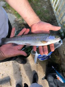 Rainbow Trout