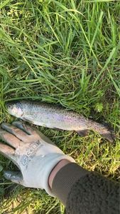Rainbow Trout