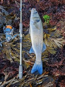 European Bass (Seabass)