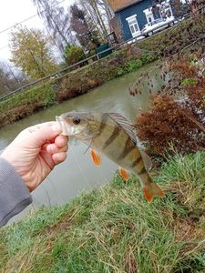 European Perch
