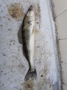 Zander