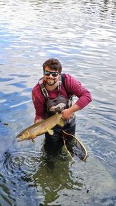 Brown Trout