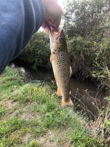 Brown Trout