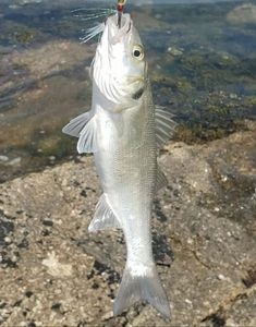 European Bass (Seabass)
