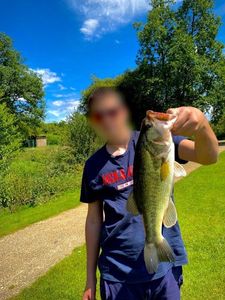 Largemouth Bass