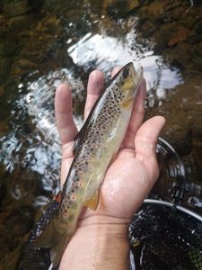 Brown Trout