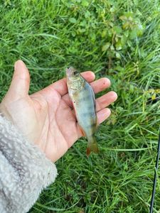 European Perch