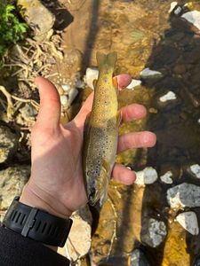 Brown Trout
