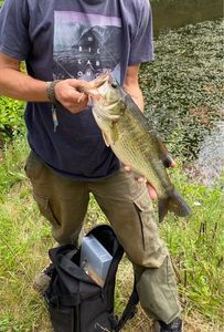 Largemouth Bass