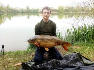 Common Carp