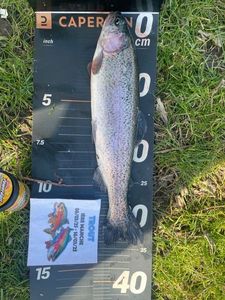 Rainbow Trout