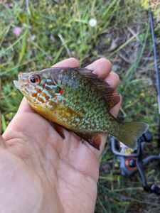 Green Sunfish
