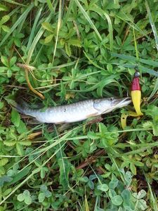 Northern Pike