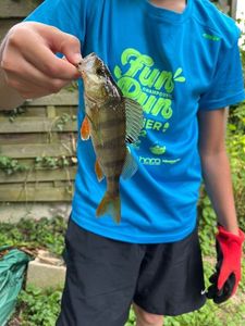European Perch