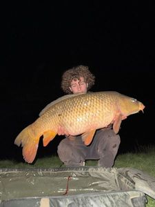 Common Carp