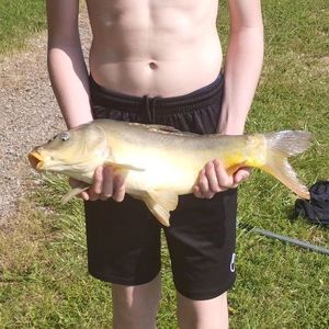 Common Carp