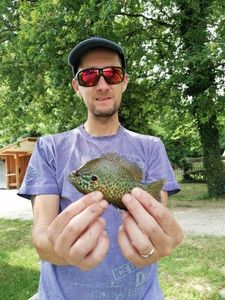 Green Sunfish