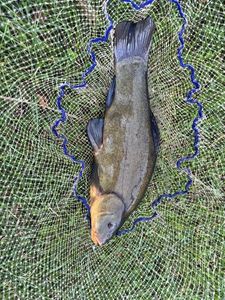 Tench