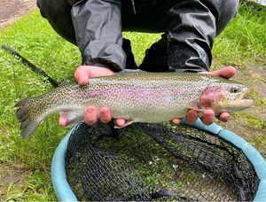 Rainbow Trout