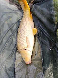 Leather Carp