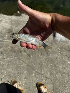 Chub