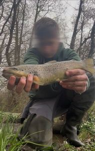 Brown Trout