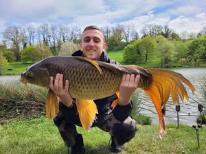 Common Carp