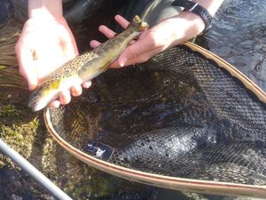 Brown Trout
