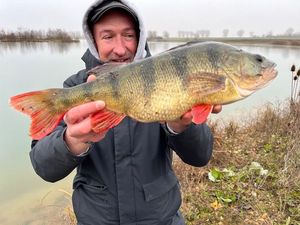 European Perch