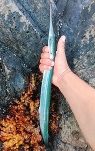 Garfish
