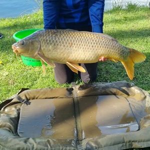 Common Carp