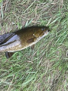 Smallmouth Bass