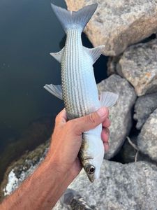 Leaping Mullet