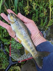 Brown Trout
