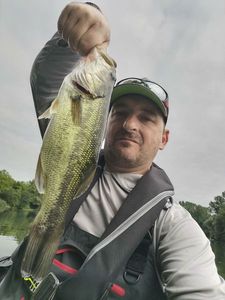 Largemouth Bass