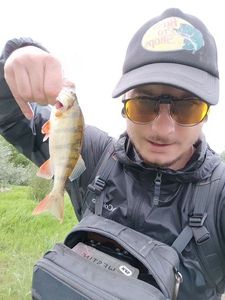 European Perch