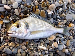 Gilthead Seabream