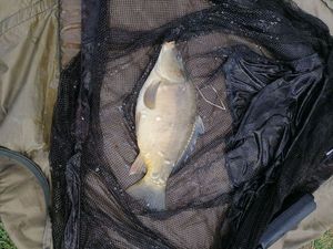 Mirror Carp