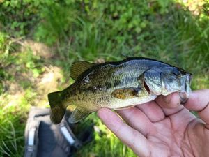 Largemouth Bass