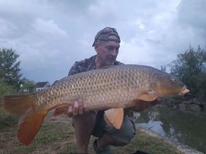 Common Carp
