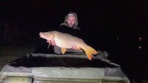 Common Carp