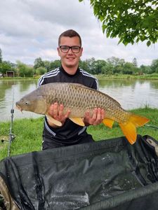 Common Carp