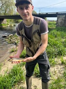 Brown Trout