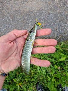 Northern Pike