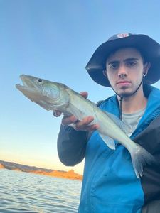 Zander